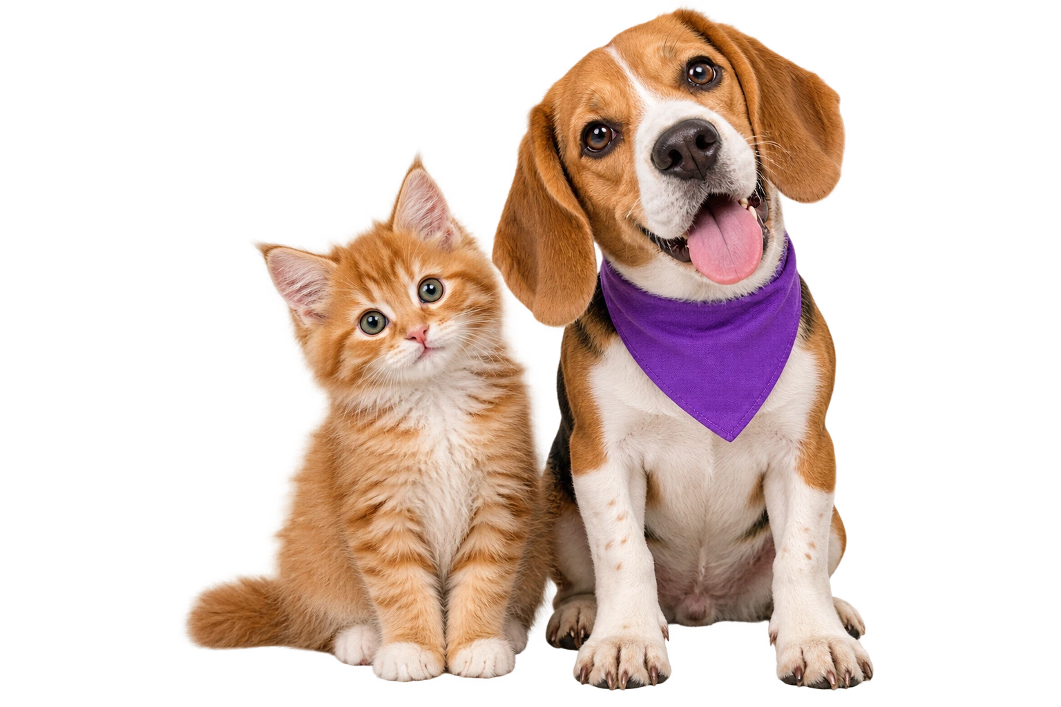 戴紫色方巾的比格犬与橘色小猫,充满个性地看向镜头